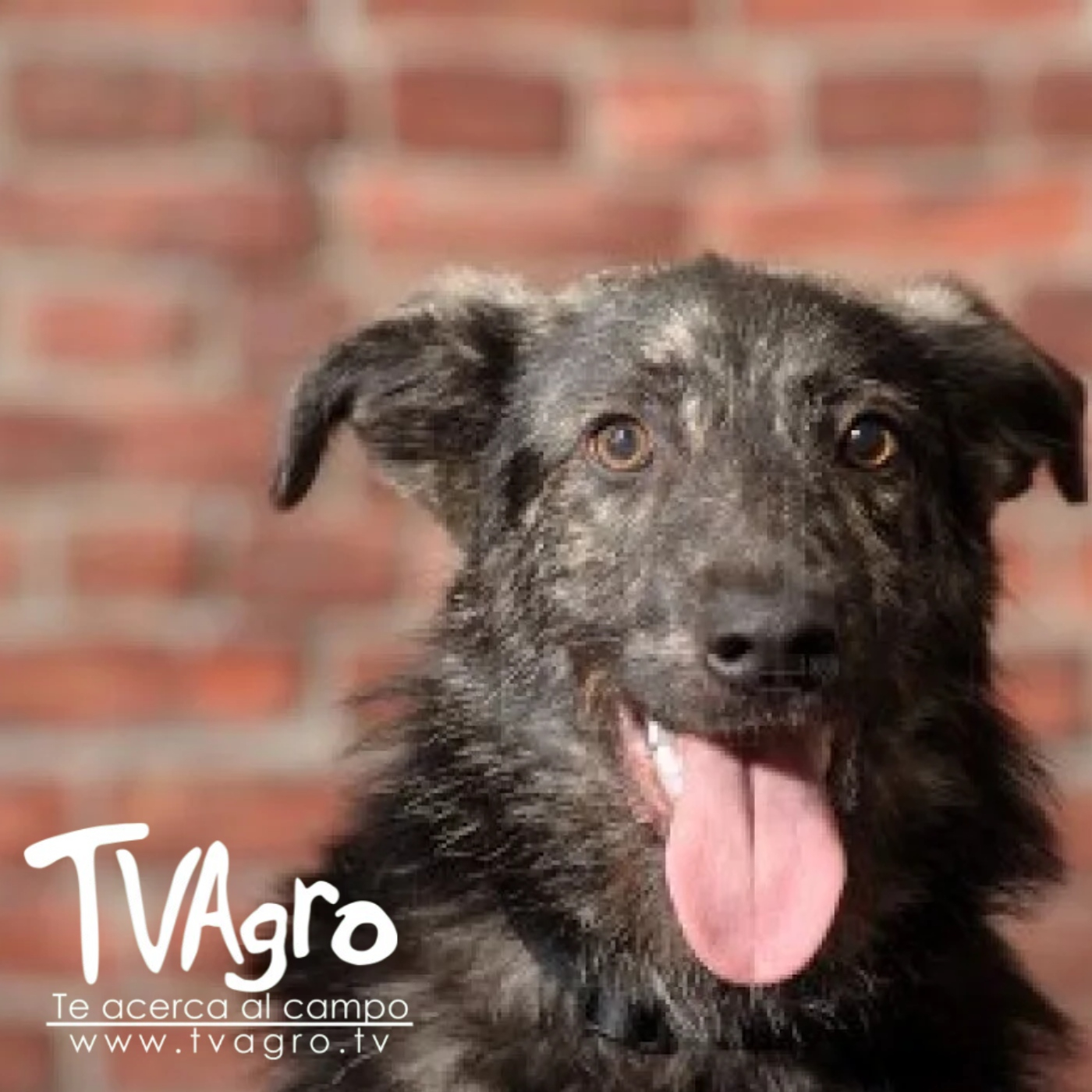 TV AGRO