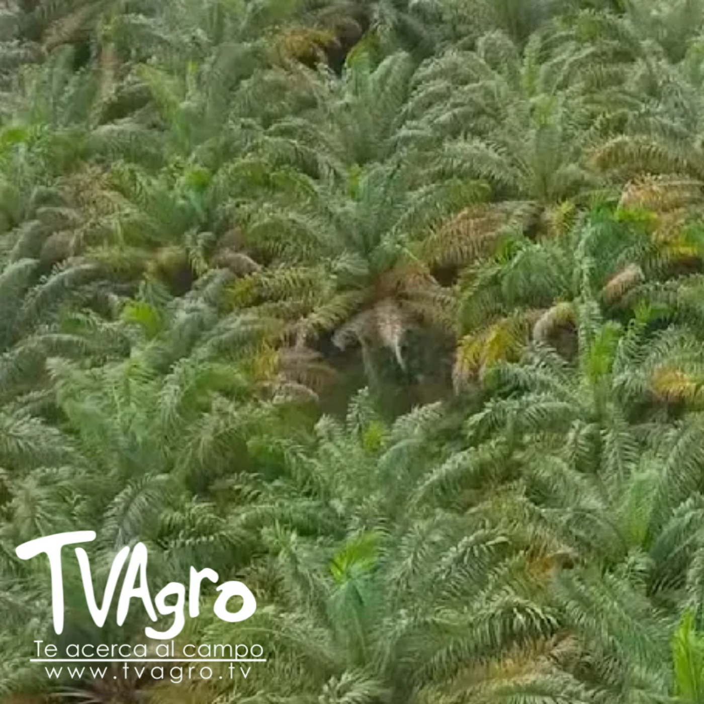 TV AGRO