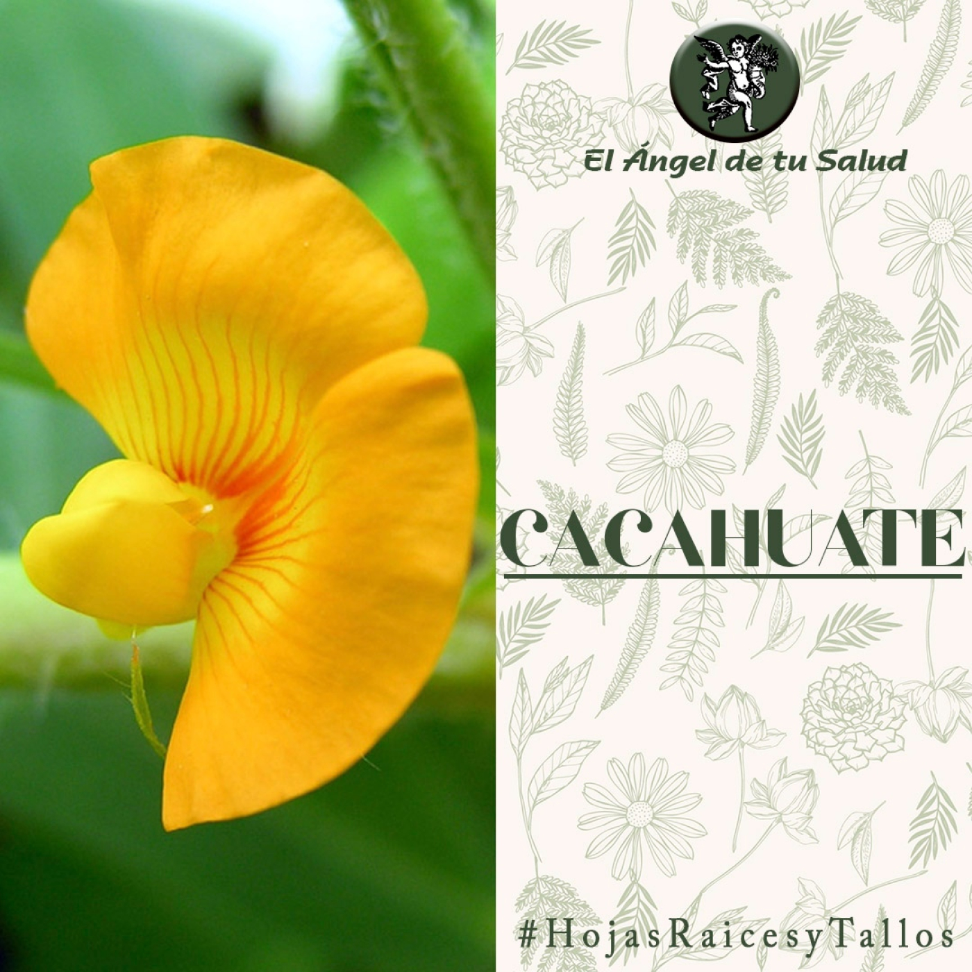 El Ángel de tu Salud - Cacahuate**