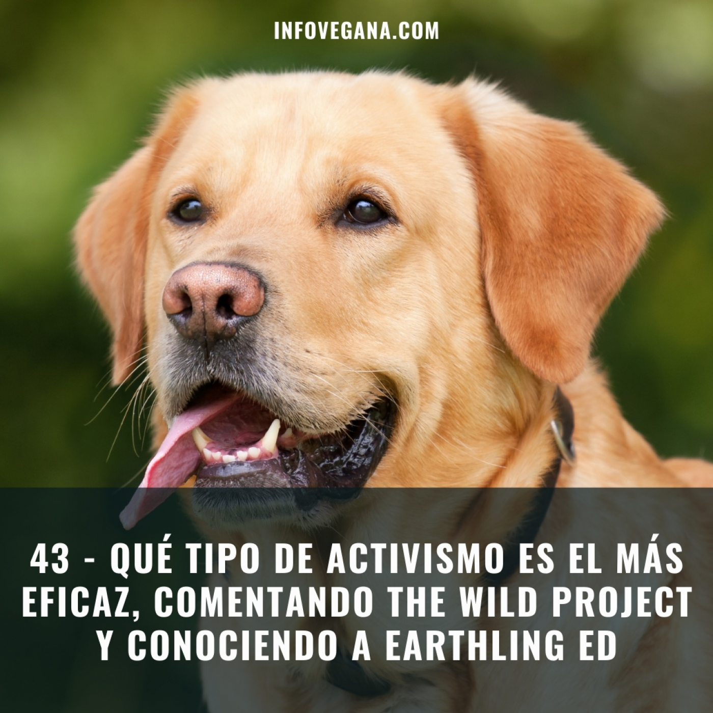 Infovegana, podcast de veganismo y sostenibilidad