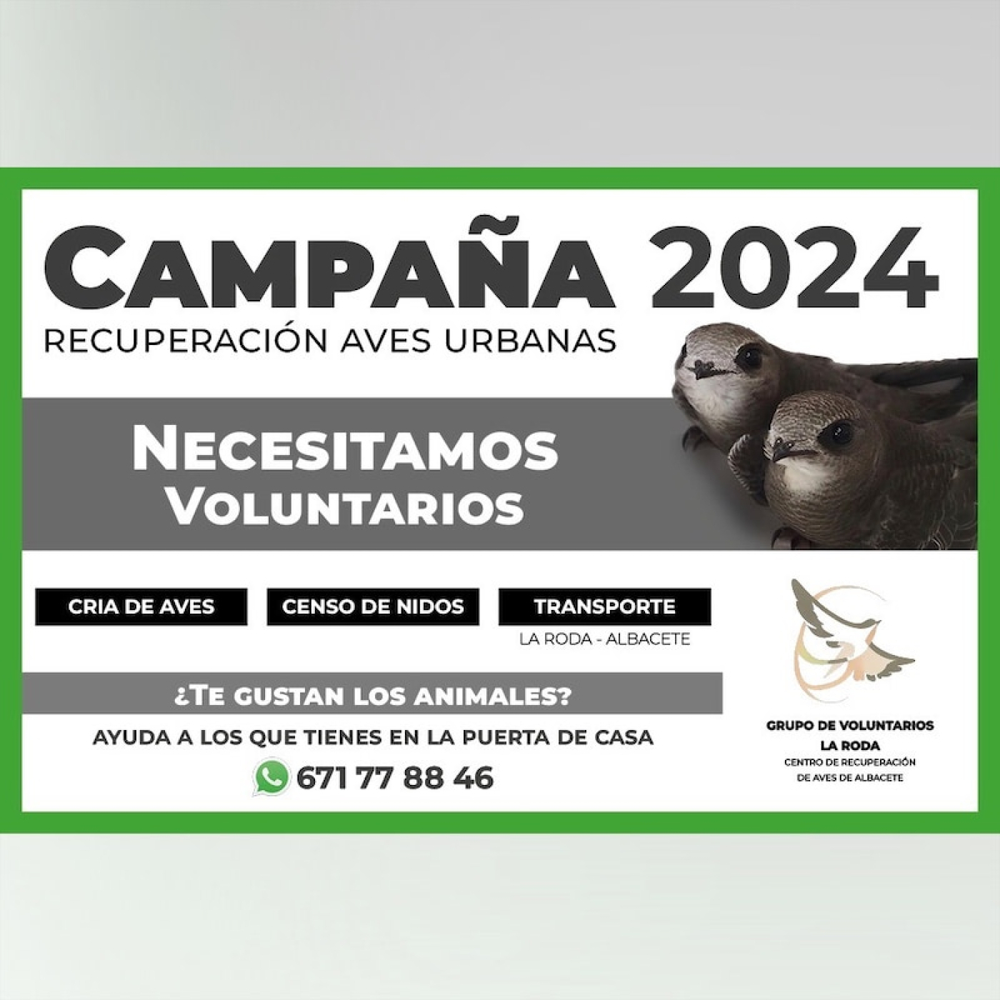 Campaña de Recuperación de Aves Urbanas 2024 (07-05-2024) episode artwork