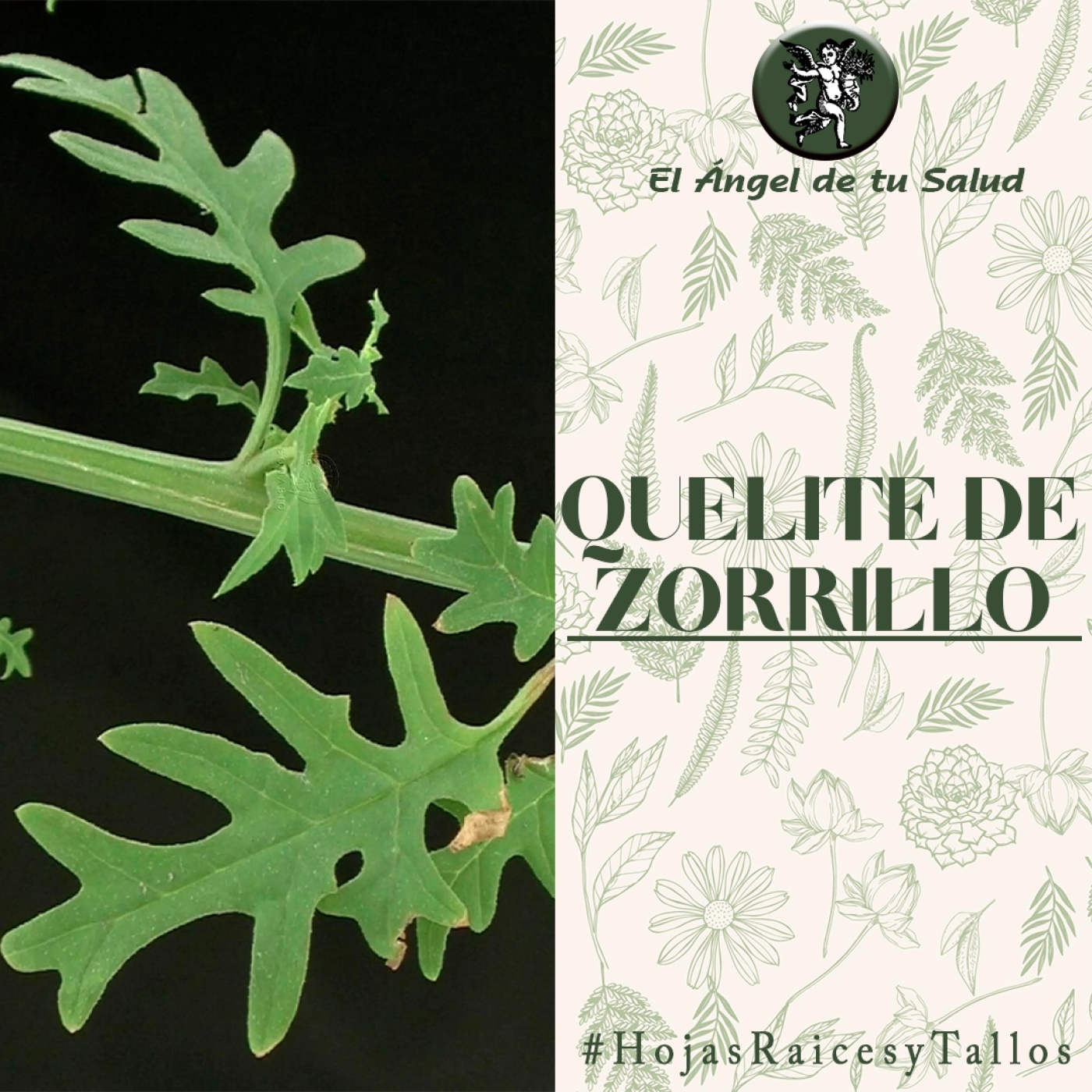 El Ángel de tu Salud - Quelite de Zorrillo** episode artwork