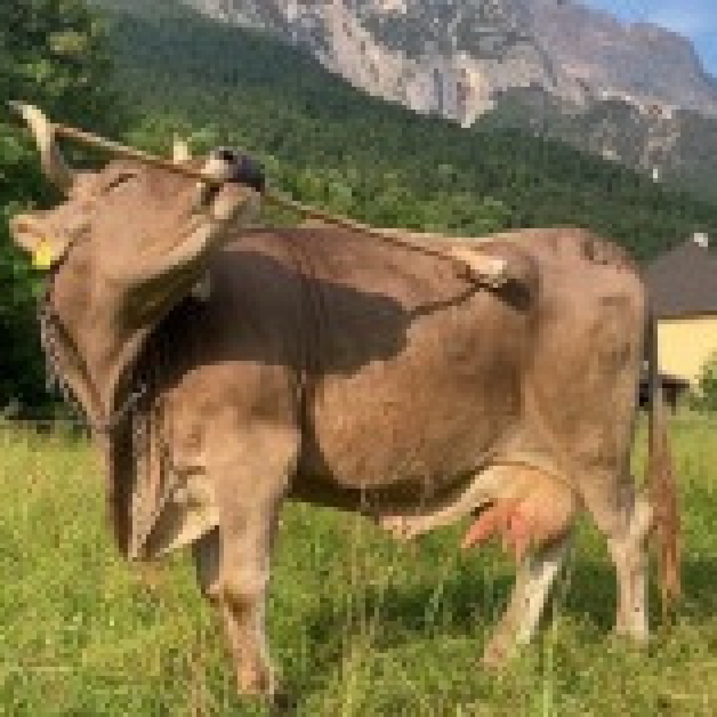 La vacas, el pene, malos pesticidas y Marie Lavoisier