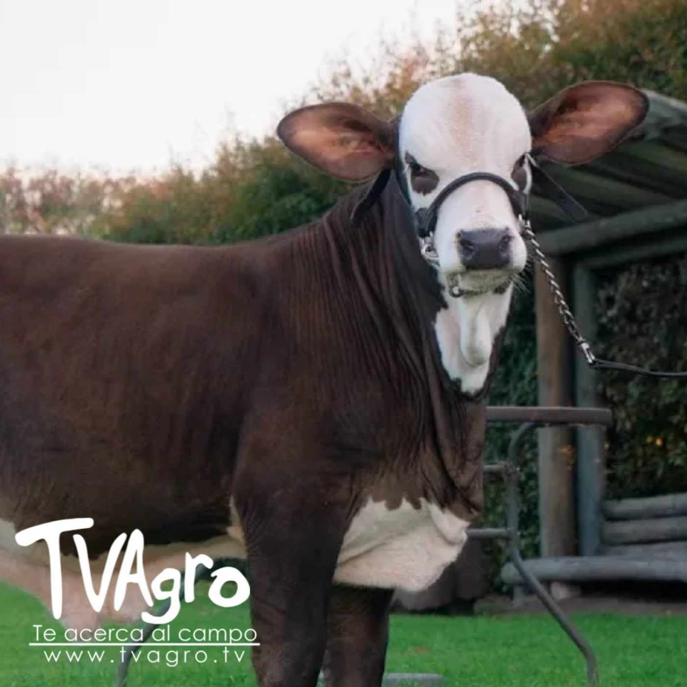 TV AGRO