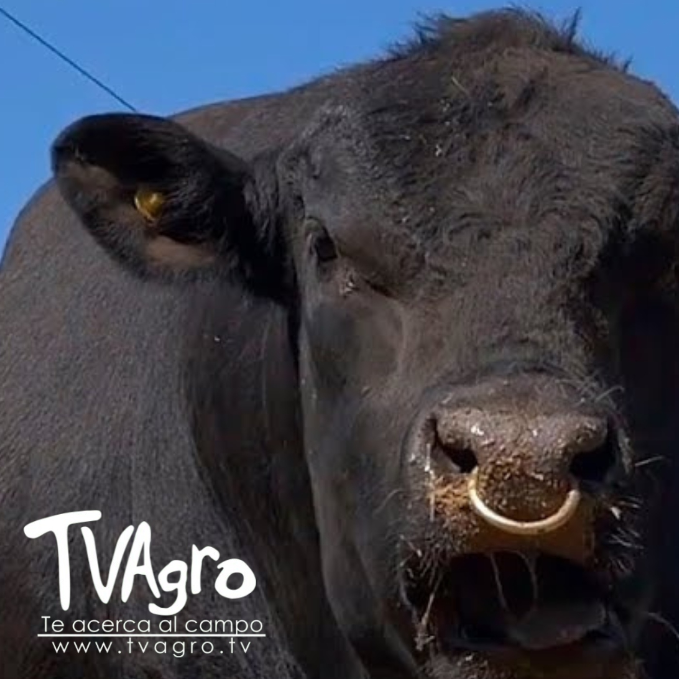 TV AGRO