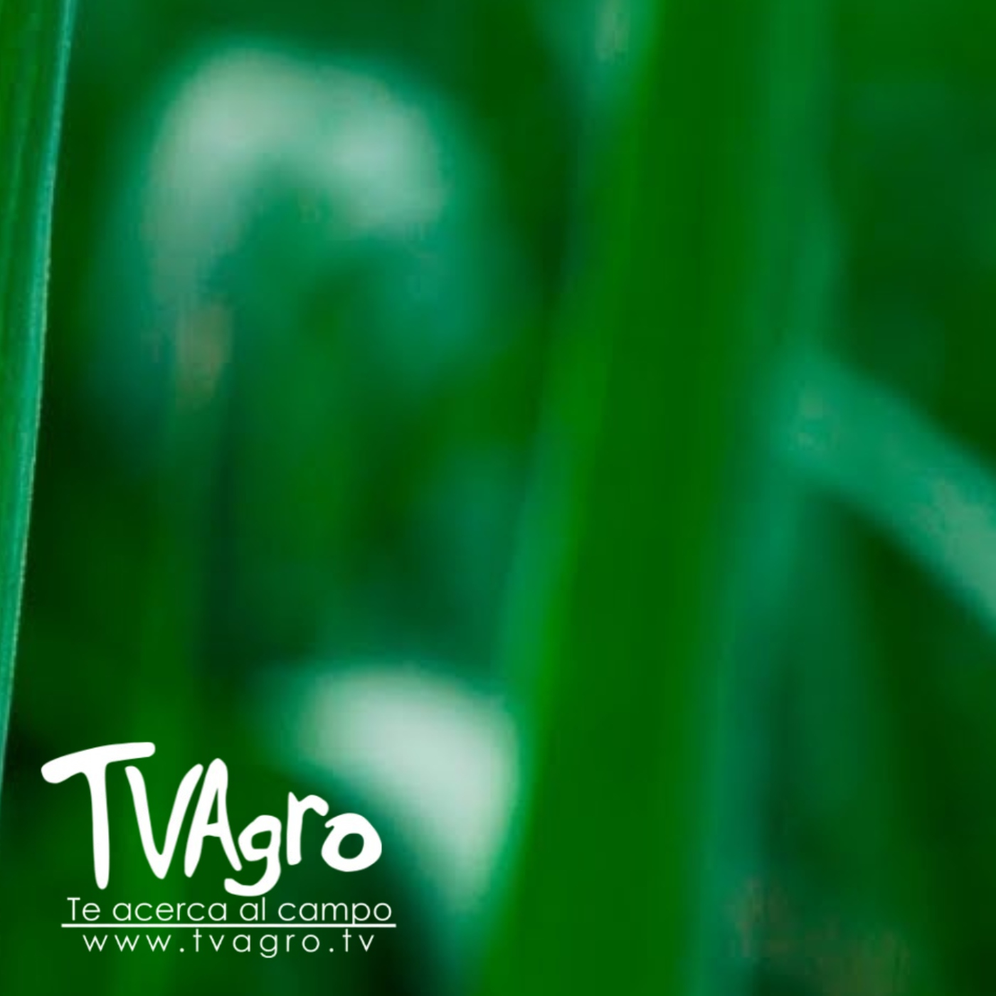 TV AGRO