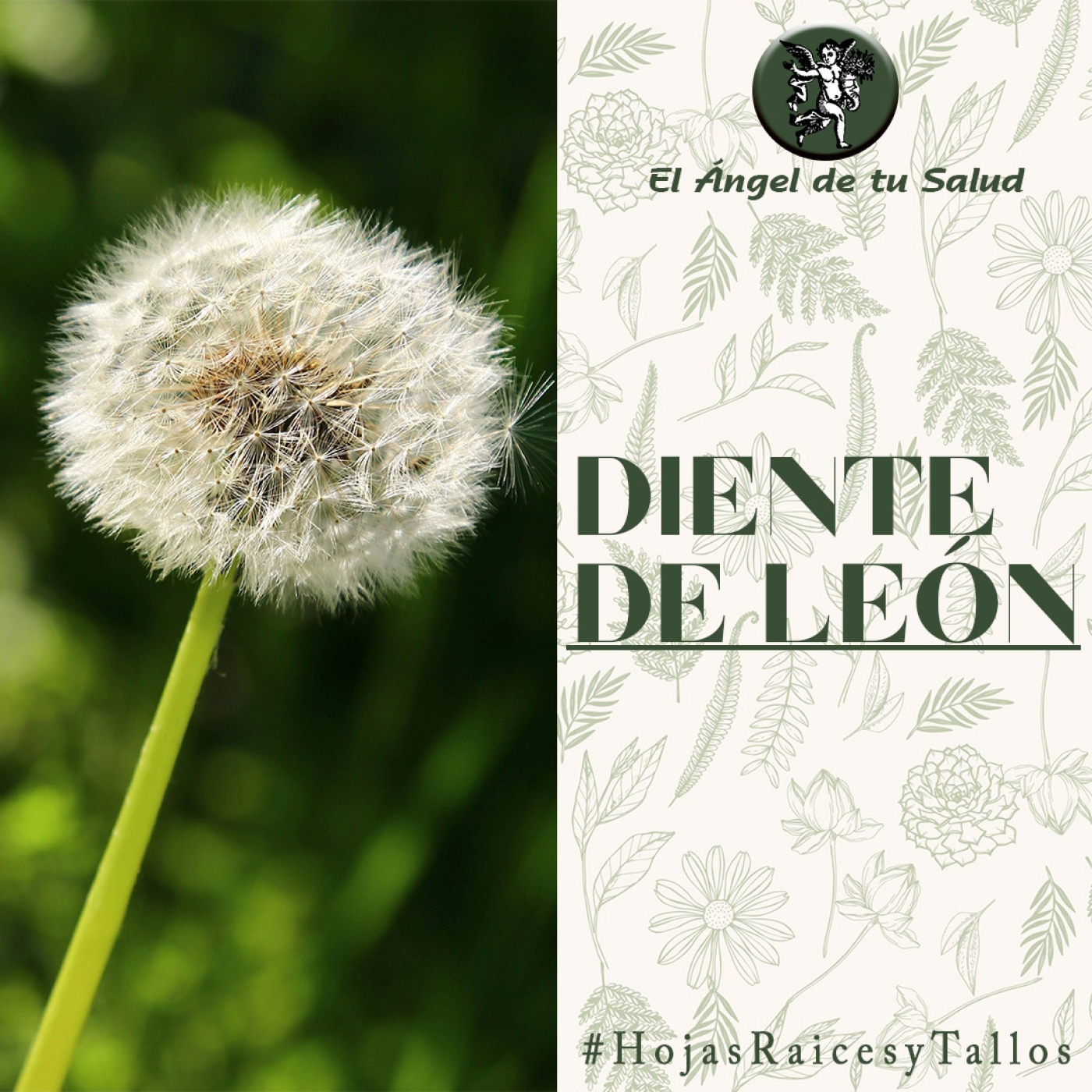 El Ángel de tu Salud - Diente de León**