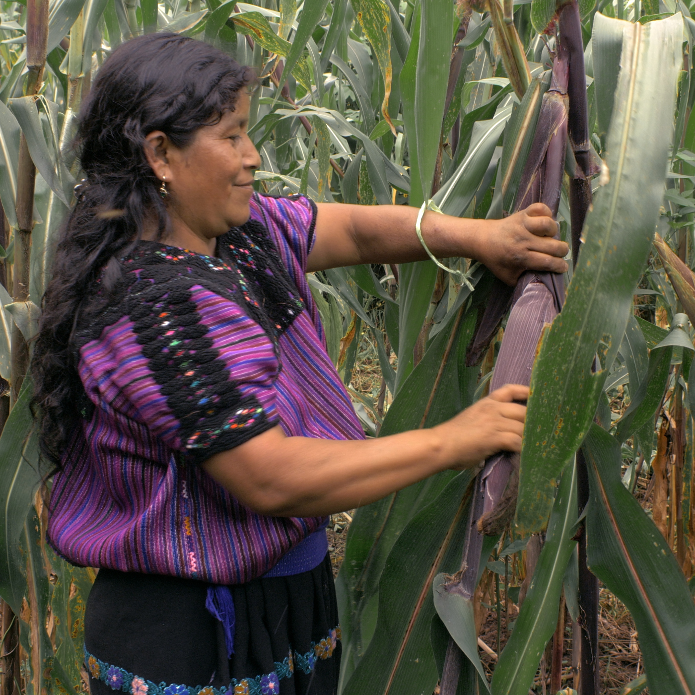 Programa 216. Tierra de mujeres episode artwork