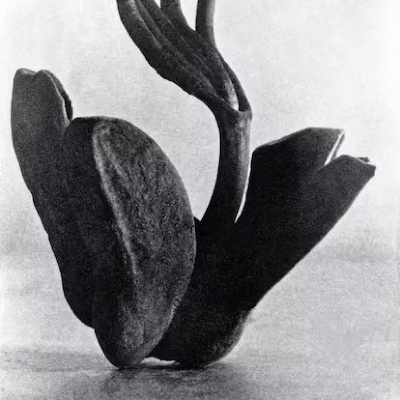 Entre el Arte y el criterio de Tina Modotti episode artwork