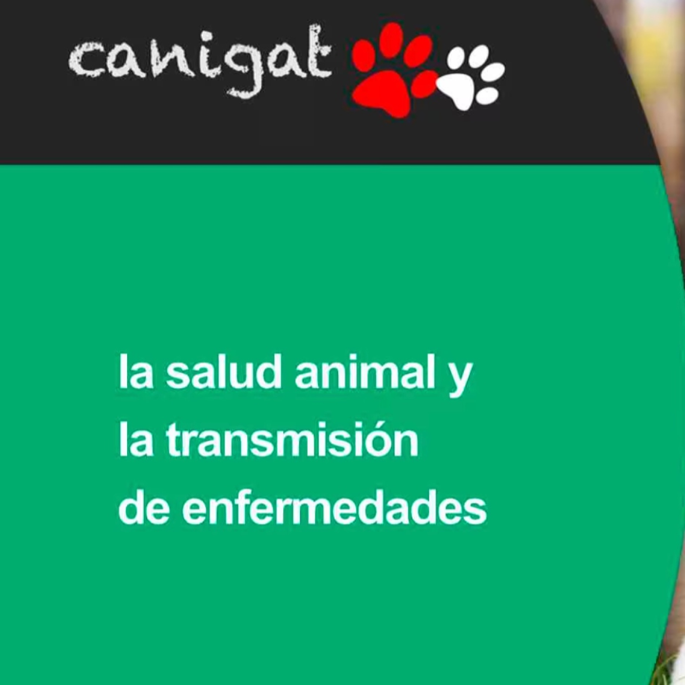 Consejos veterinarios de perros y gatos by canigat