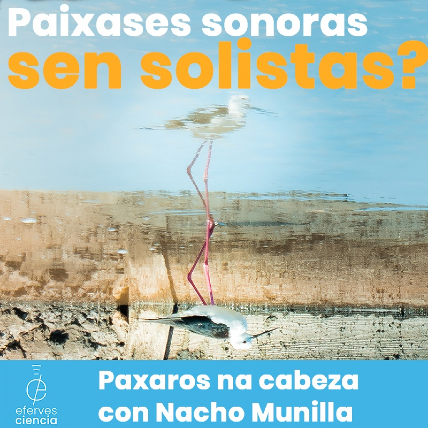 As paixases sonoras perden instrumentos [Paxaros na cabeza] episode artwork