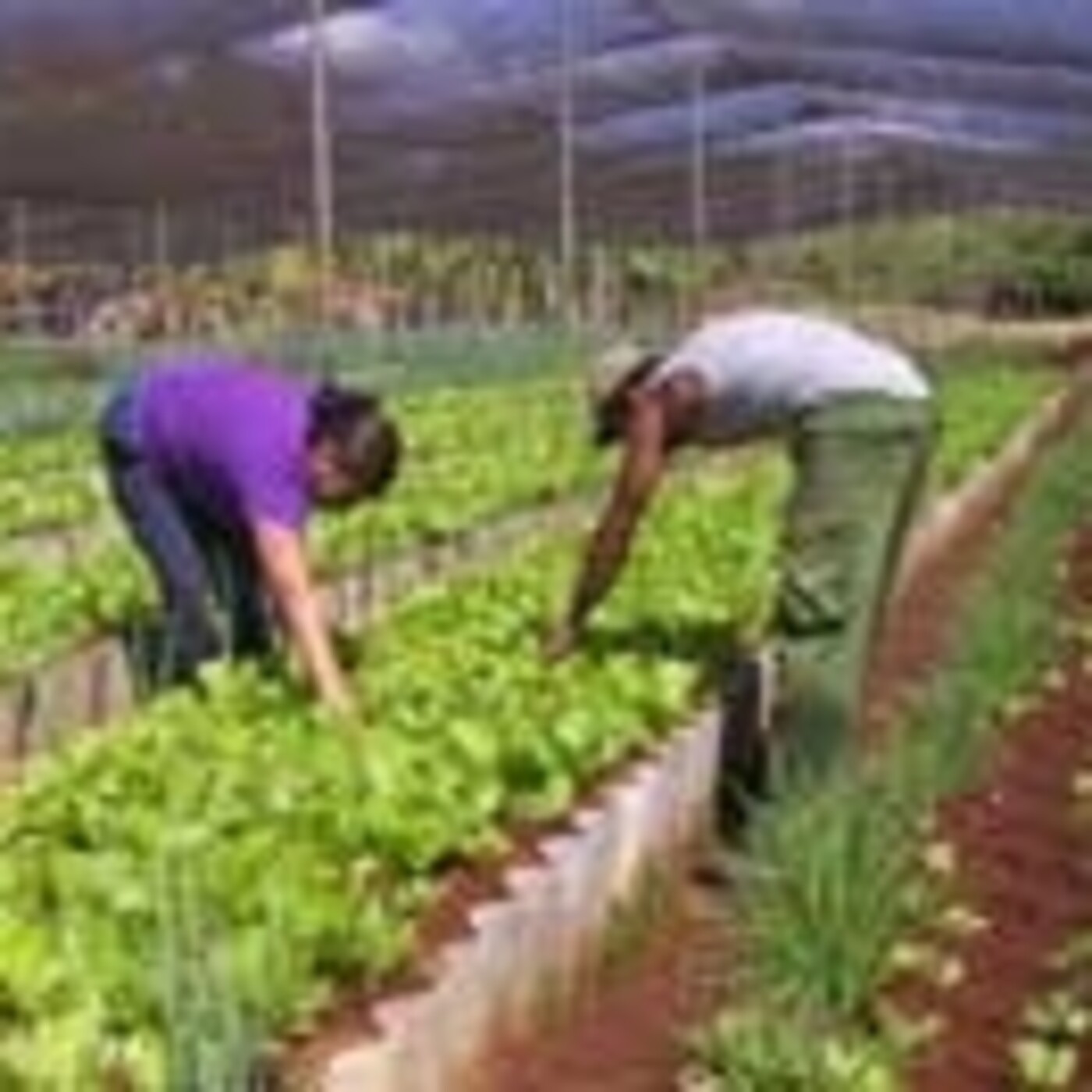 La zafra azucarera en Santiago de Cuba