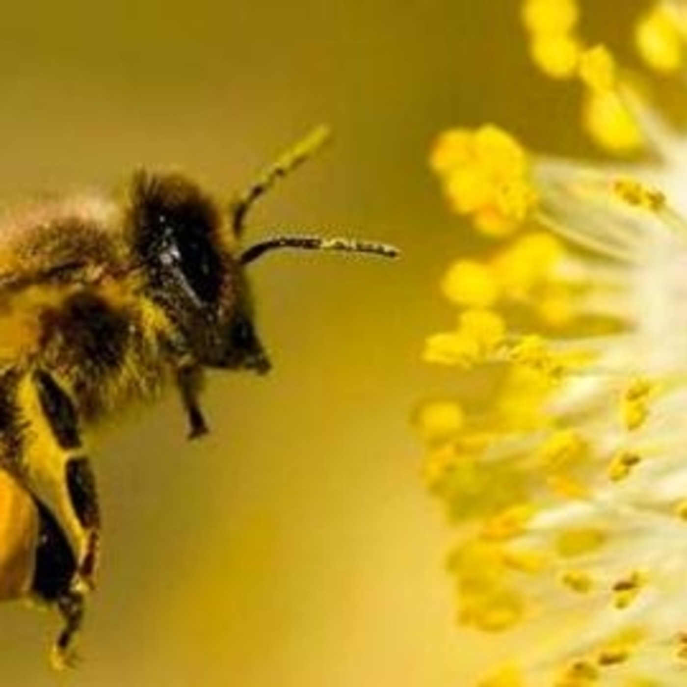 Crónicas RCN De Alejandro Rosero