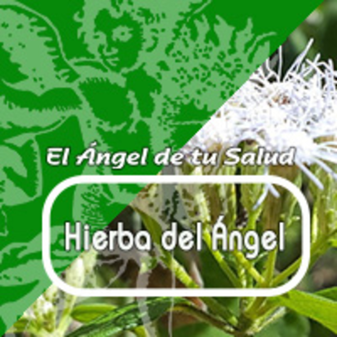El Angel de tu Salud - HIERBA DEL ÁNGEL***