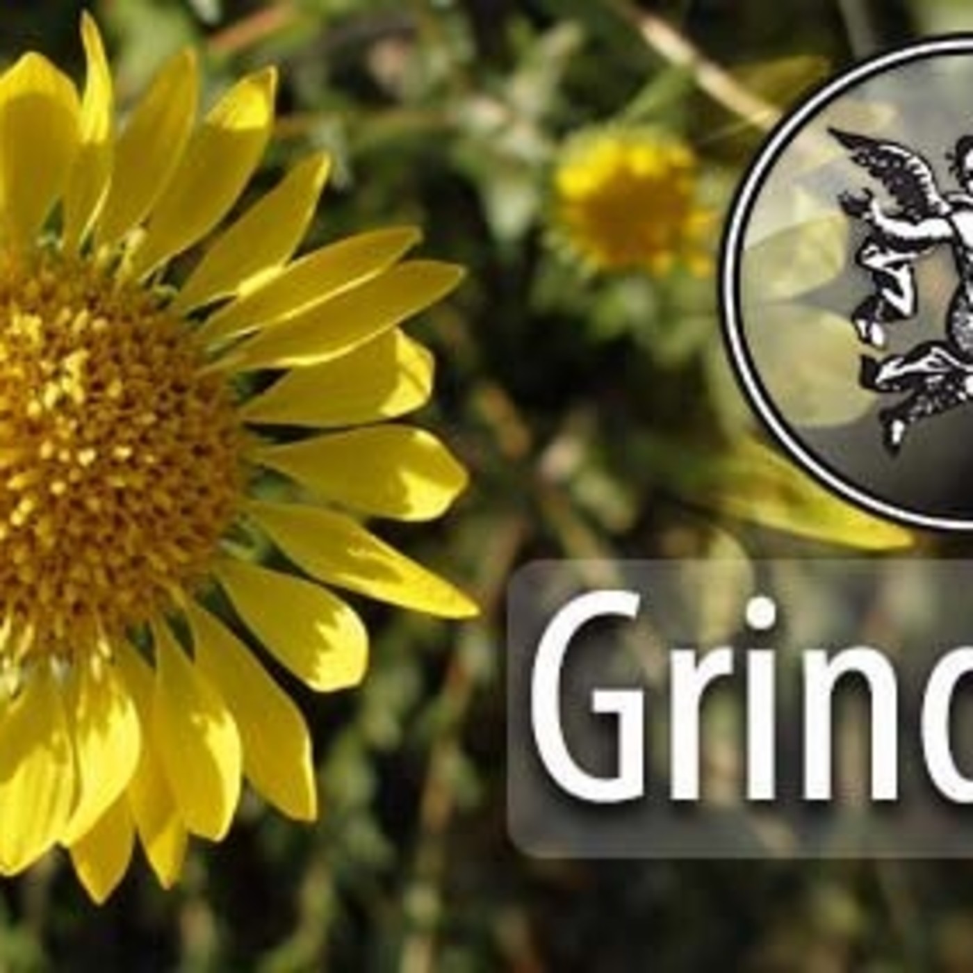 El Ángel de tu Salud - GRINDELIA II episode artwork