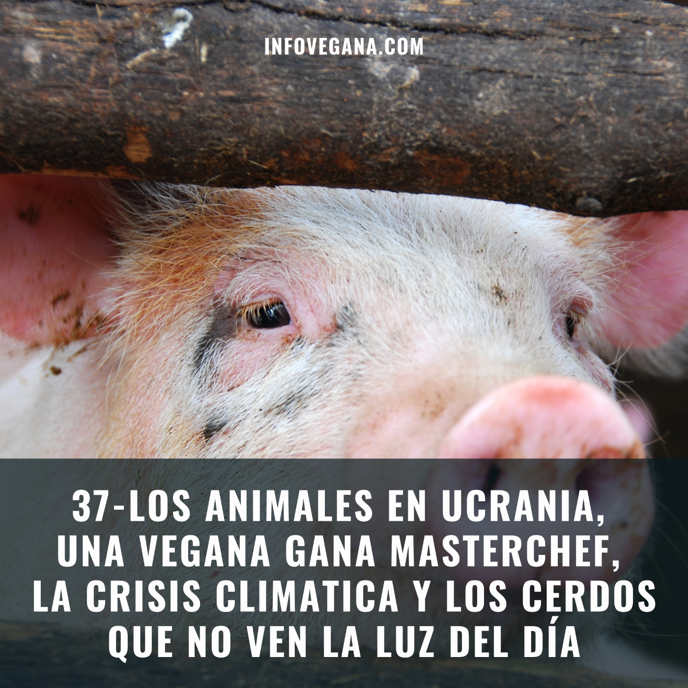 Infovegana, podcast de veganismo y sostenibilidad