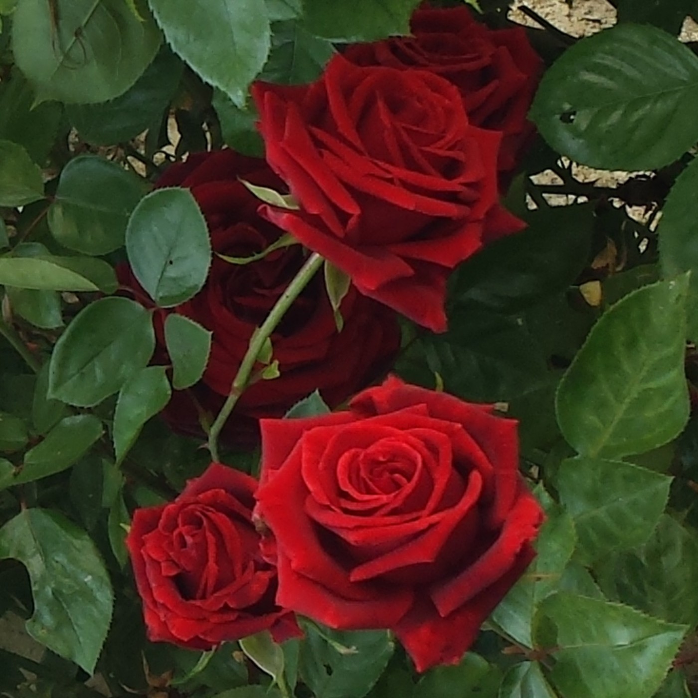 Nuestra Mente es Maravillosa