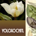 EL ÁNGEL DE TU SALUD- Rodrigo Mondragón - YOLOXOCHITL