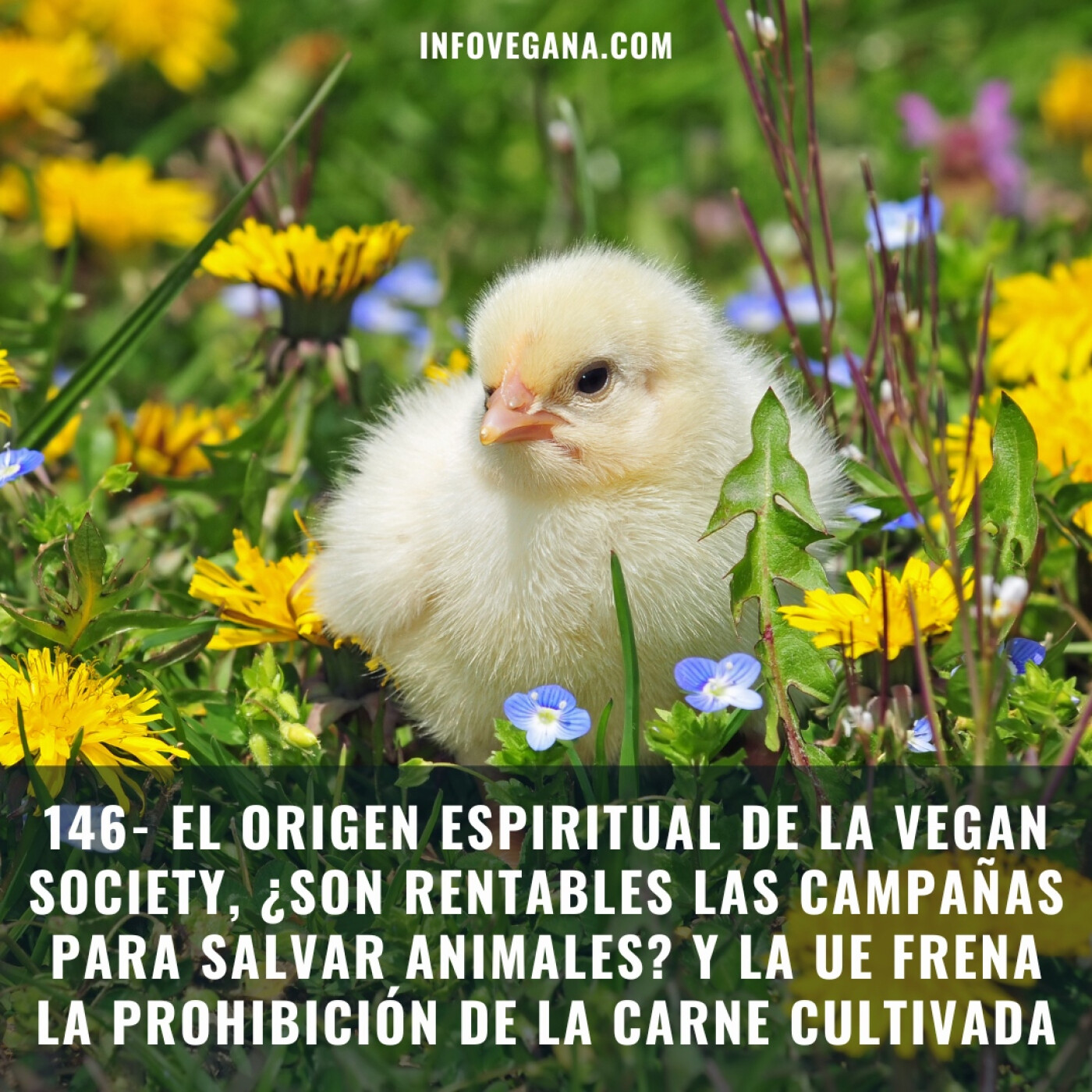 Infovegana, podcast de veganismo y sostenibilidad