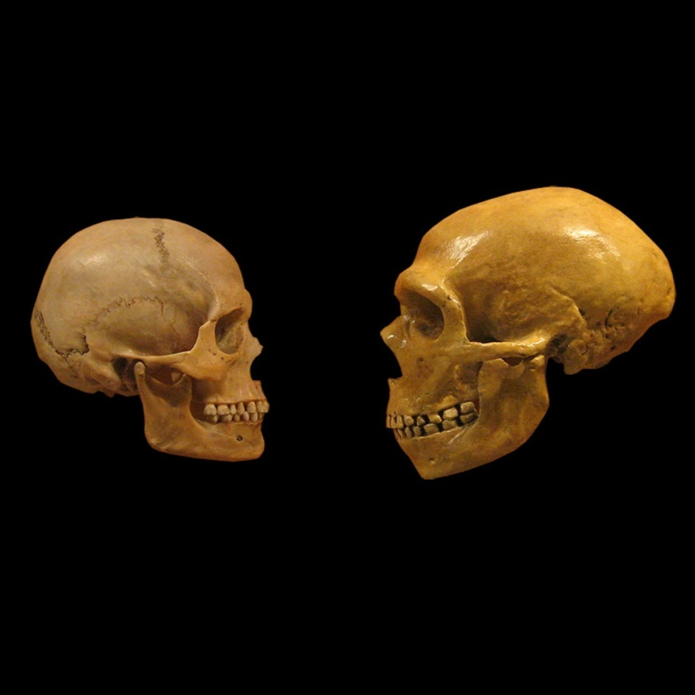 1049 - Neandertales: Sí hubo sexo, pero poco amor entre neandertales y sapiens - Nuestro cerebro disminuyó de tamaño
