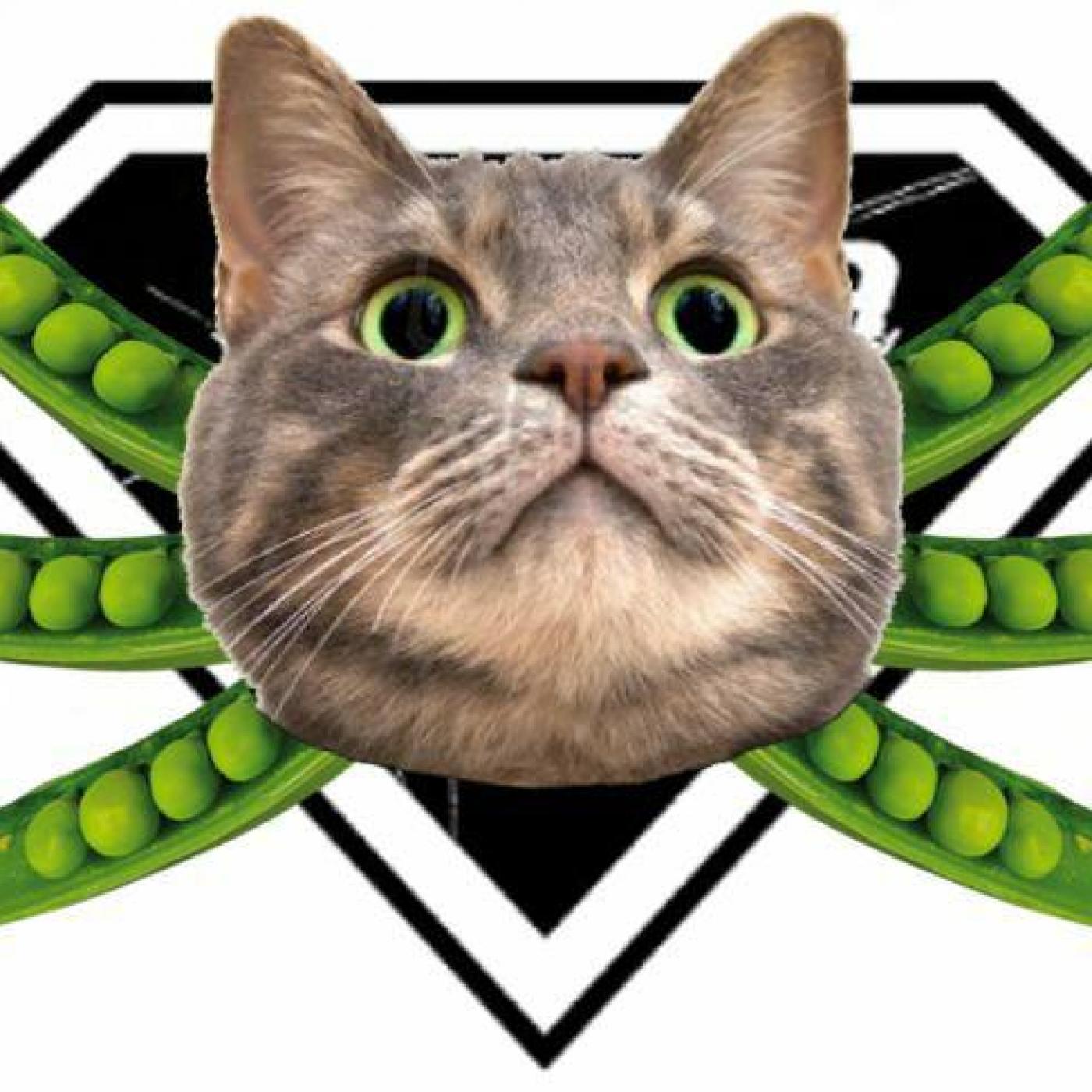 Zona Zhero Podcast