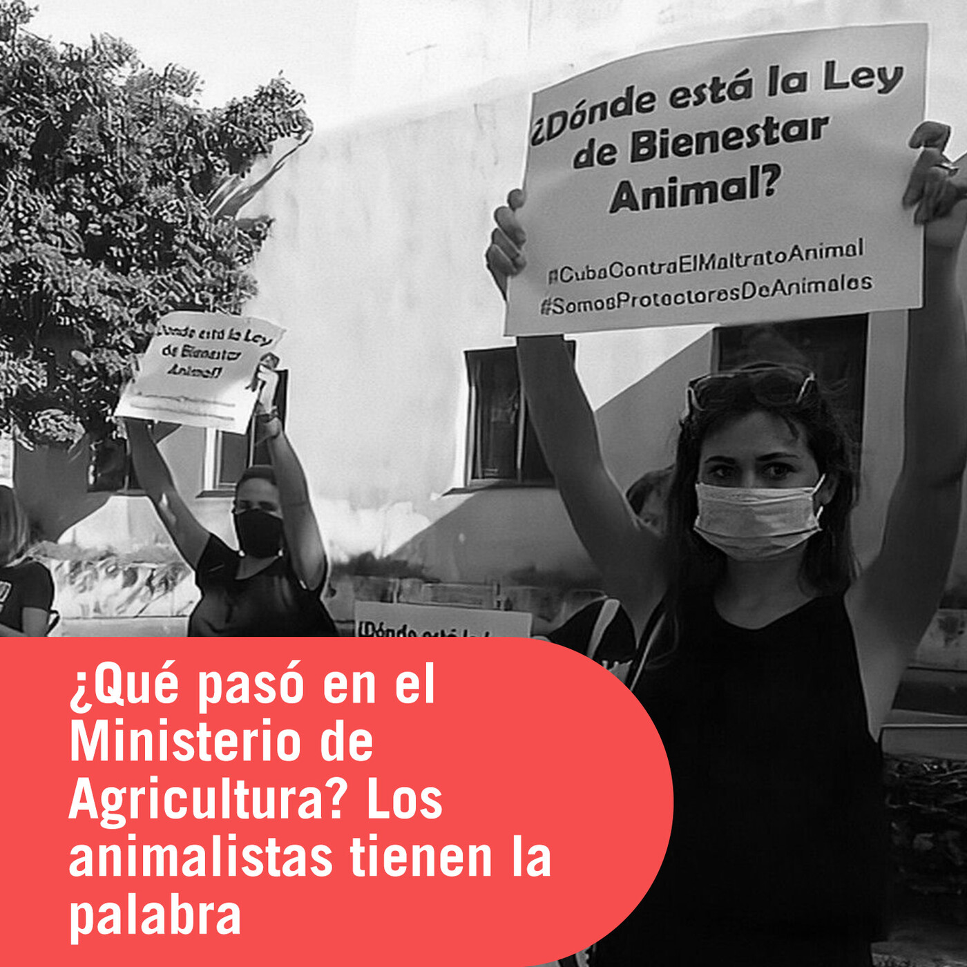 elTOQUE en vivo