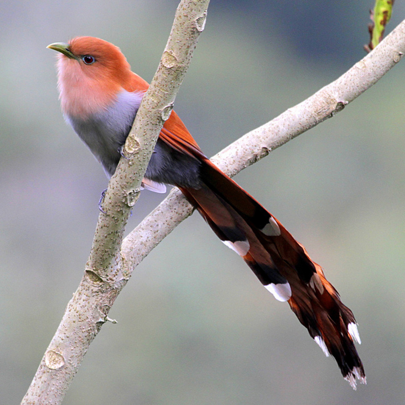 Estudio de Aves Ecojugando