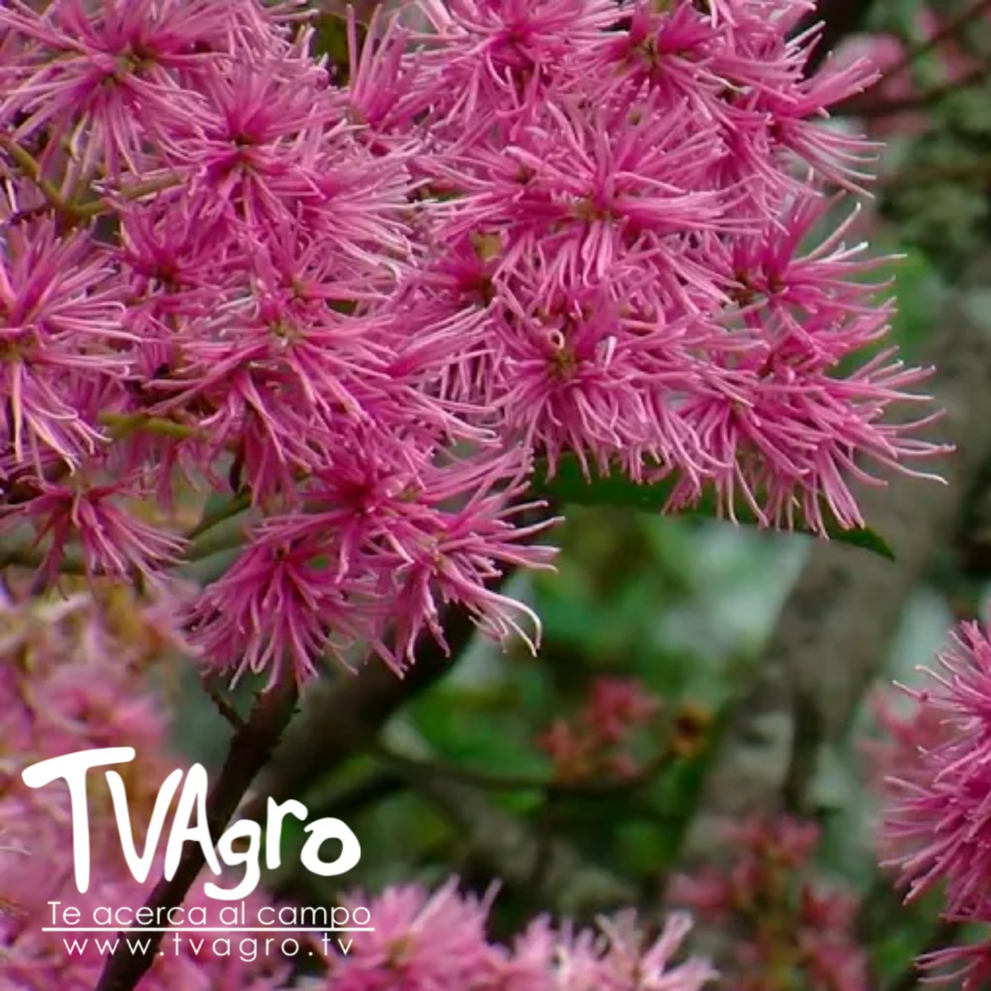TV AGRO