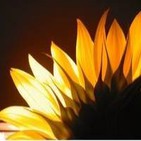 El Girasol