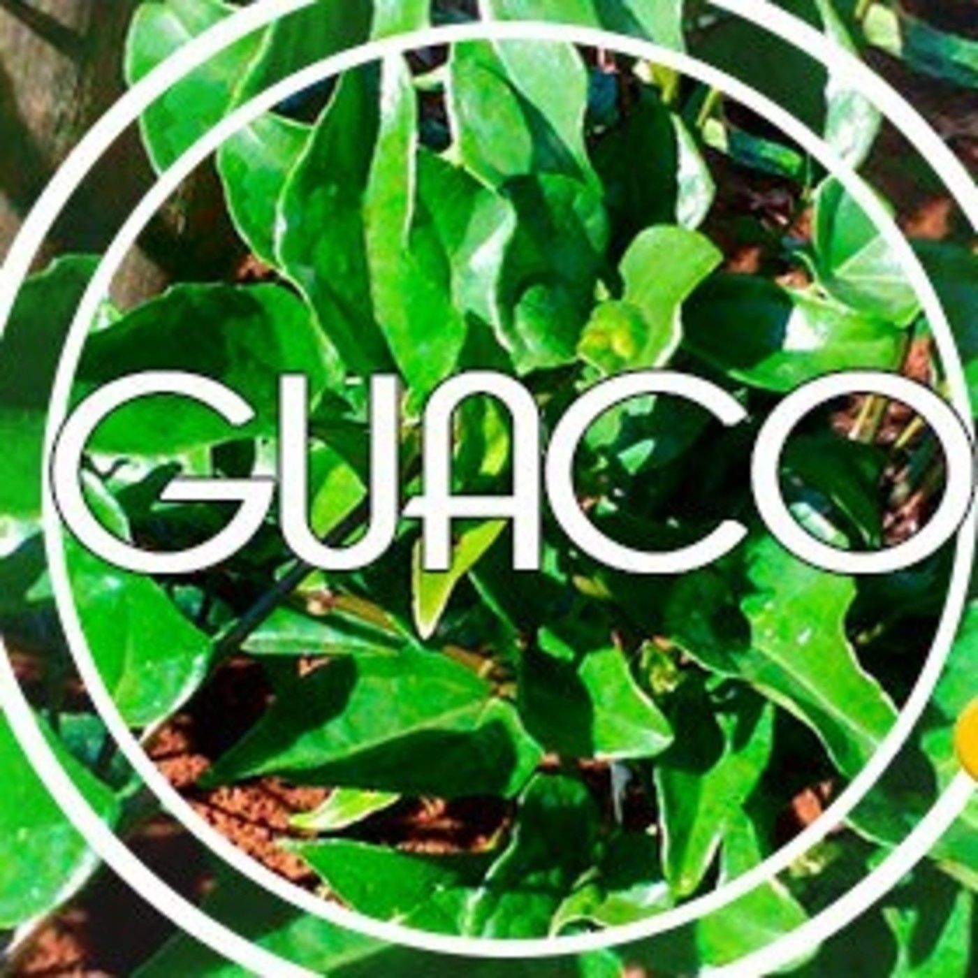 El Angel de tu Salud - GUACO