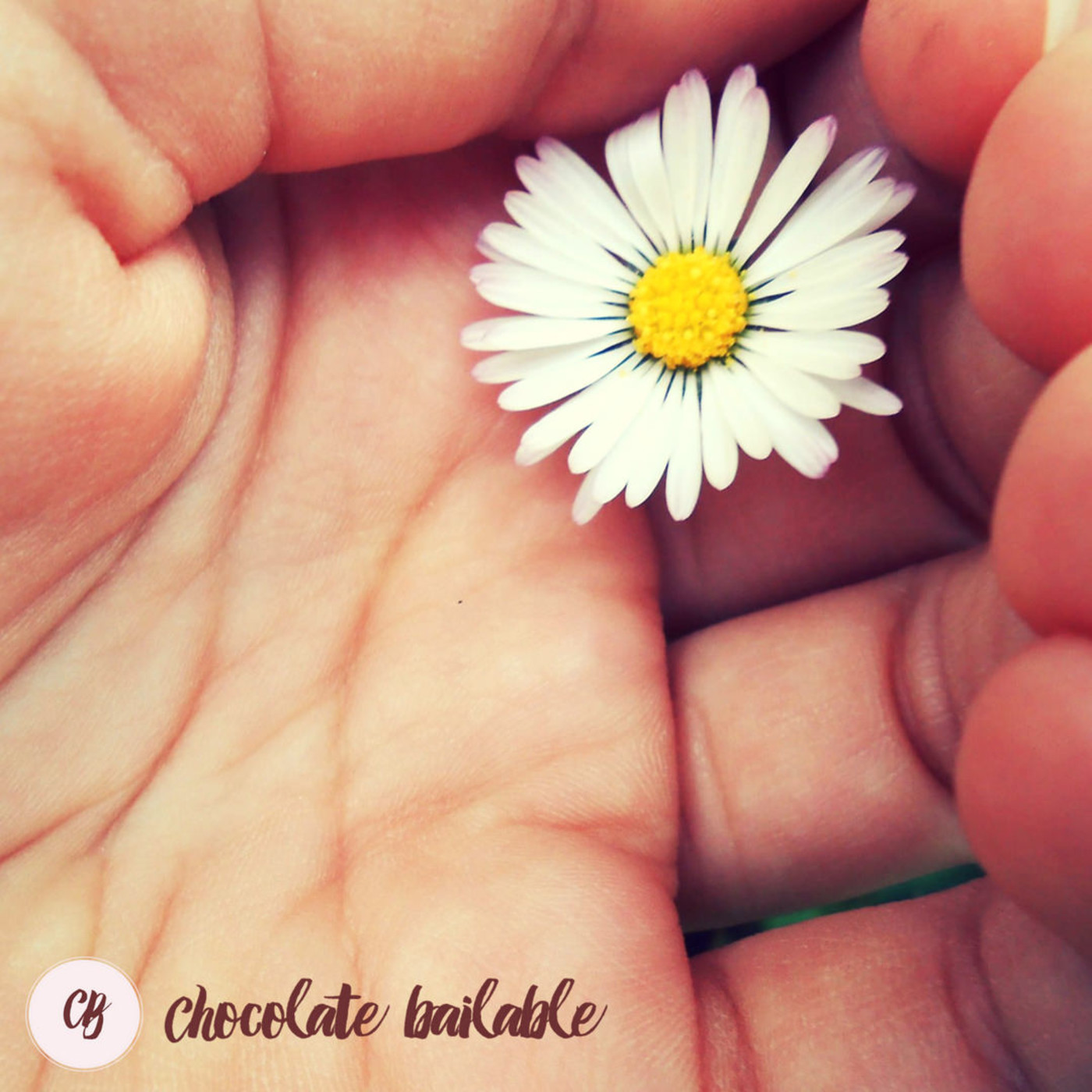 Chocolate Bailable