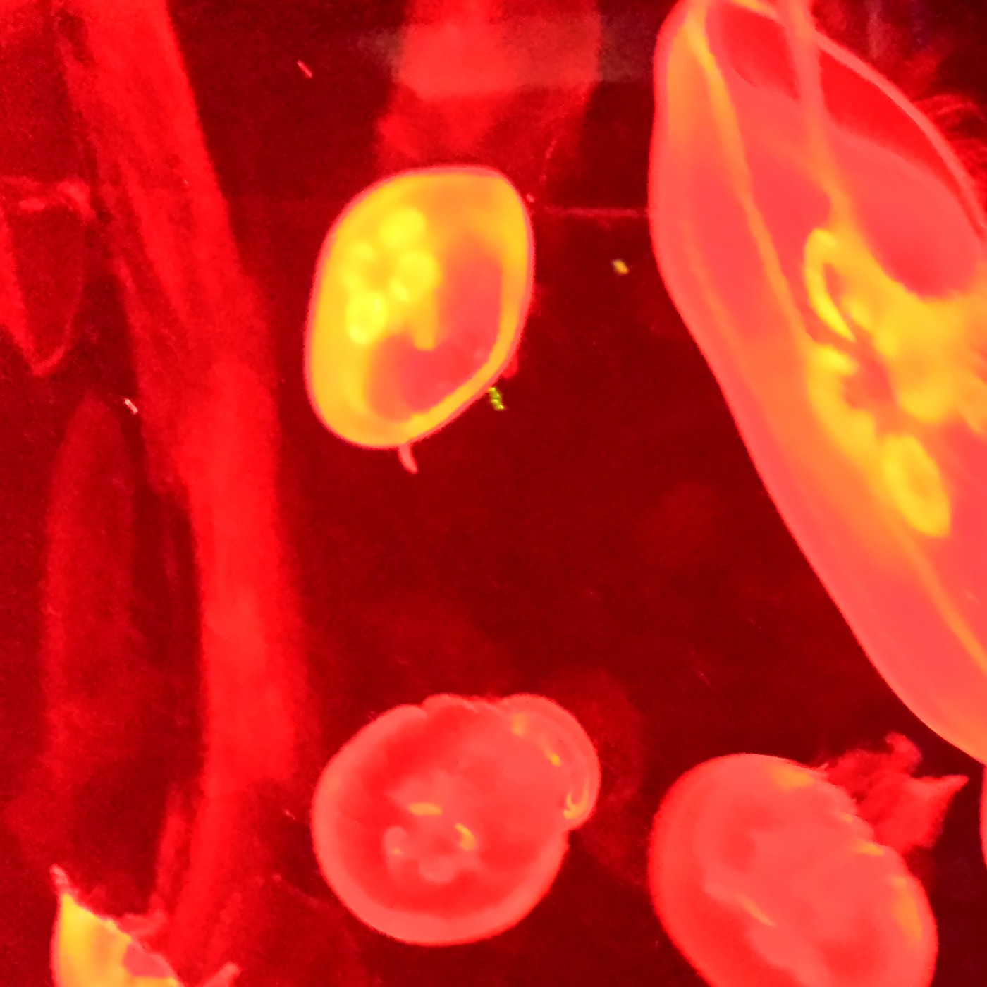 Nuestra Mente es Maravillosa