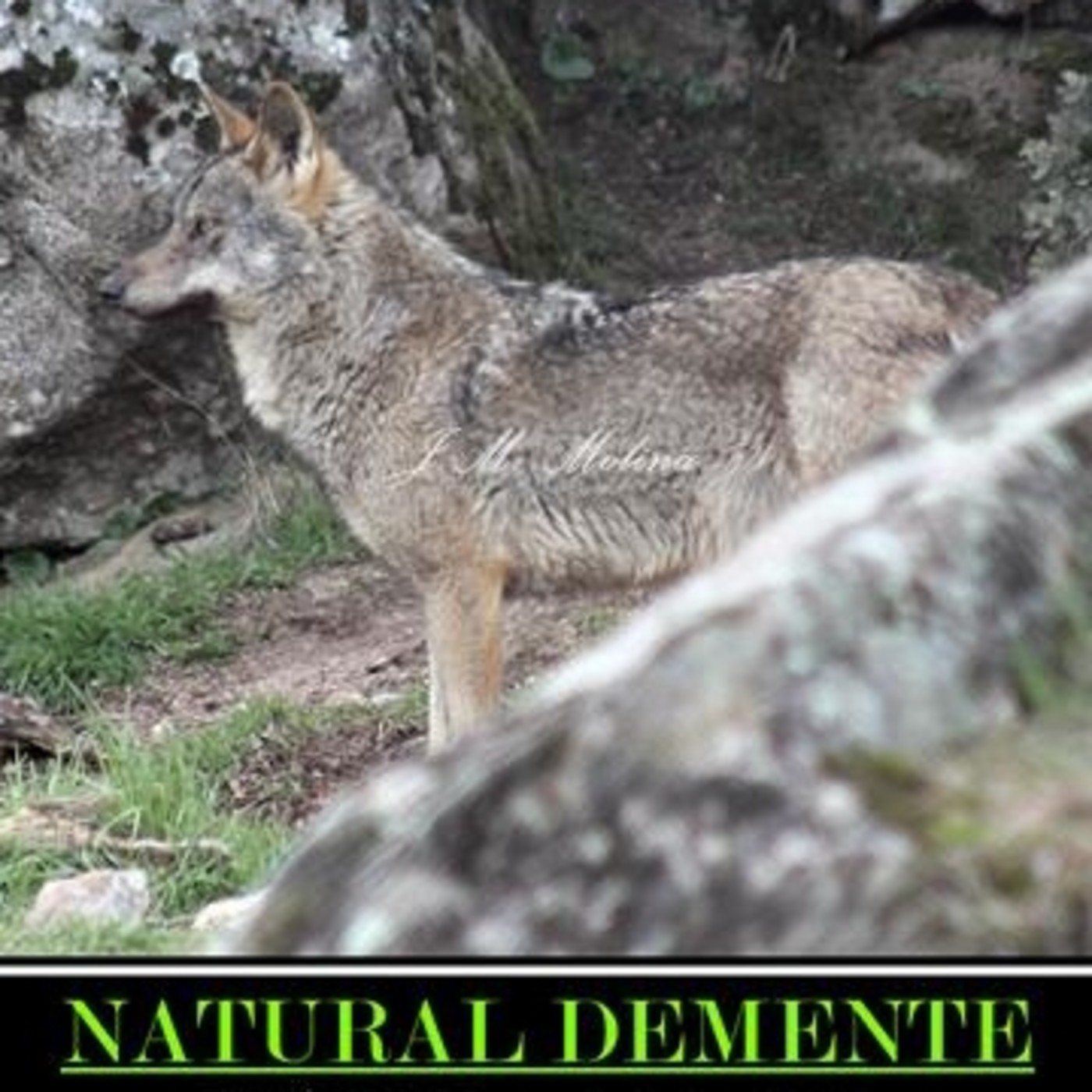 NATURAL DEMENTE