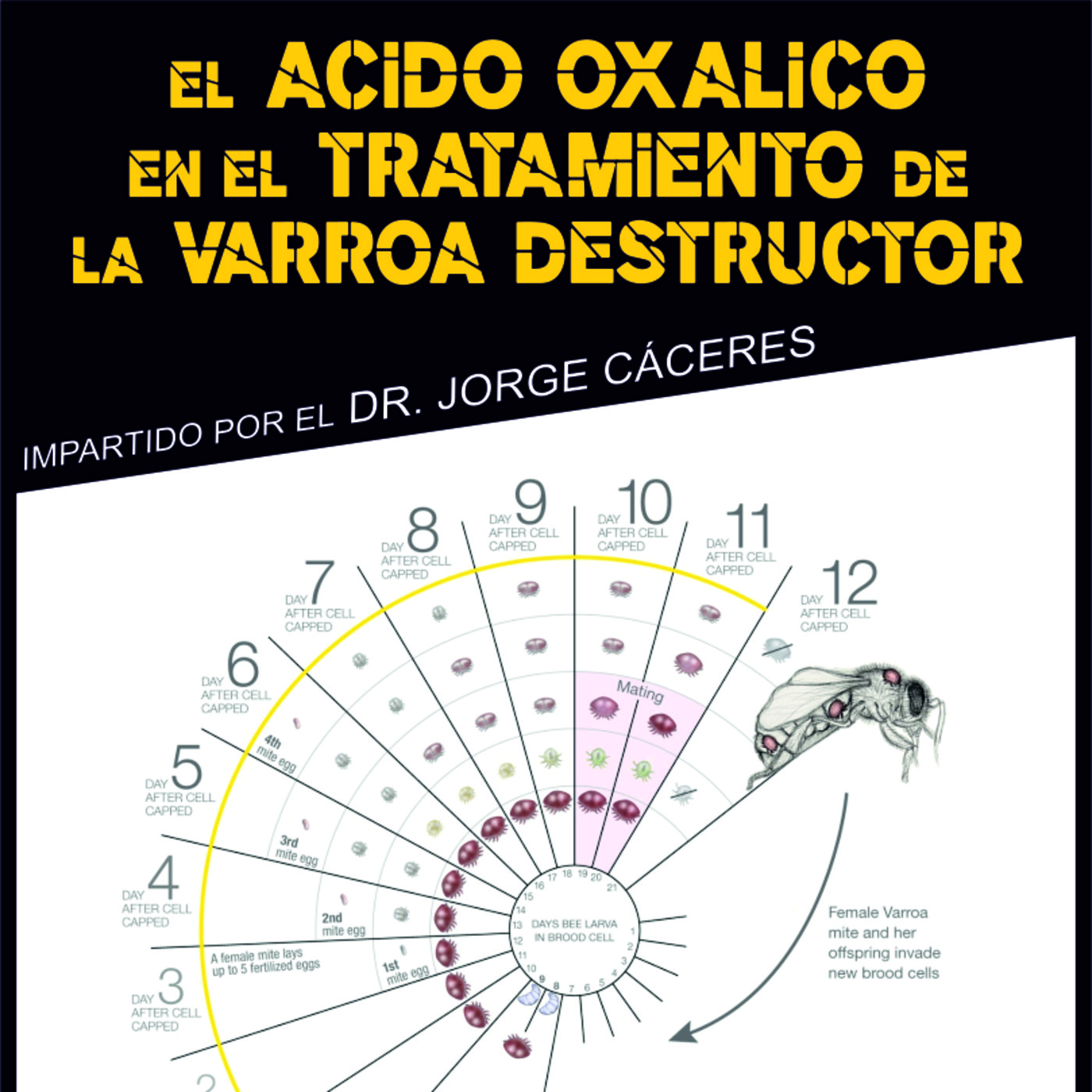El ácido oxálico en el tratamiento de la varroa destructor episode artwork