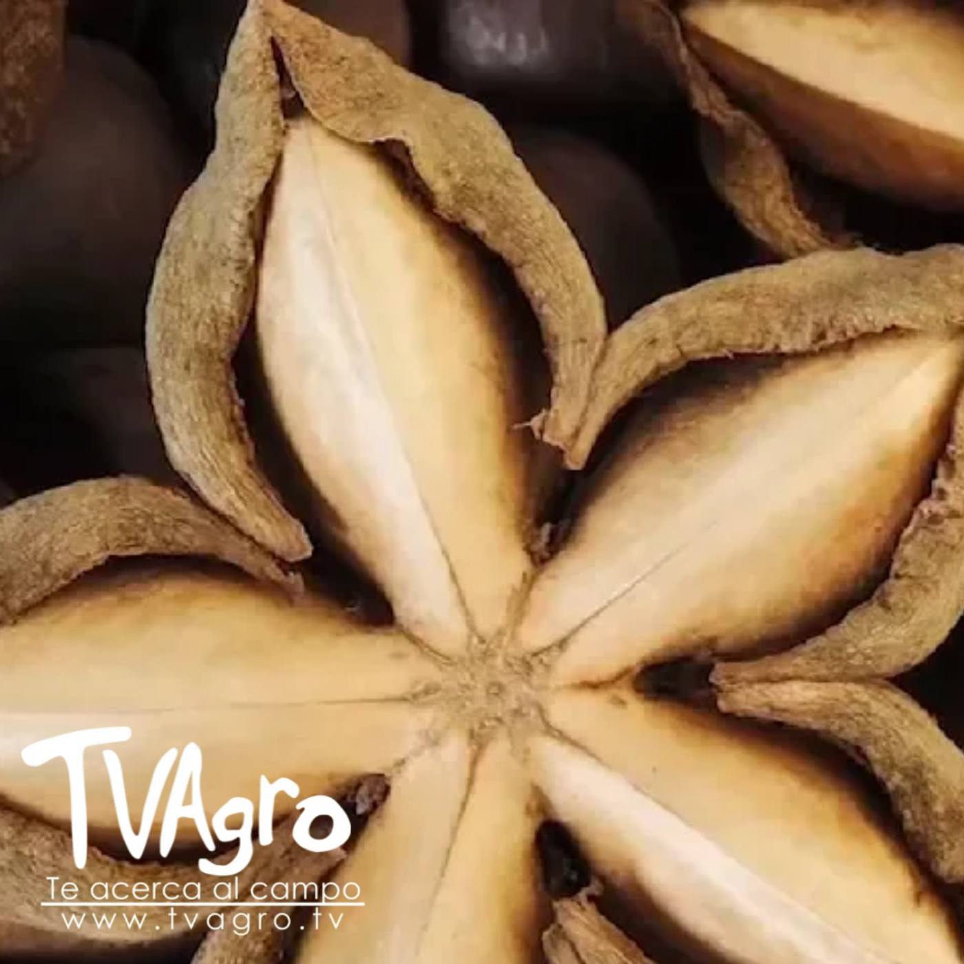 TV AGRO