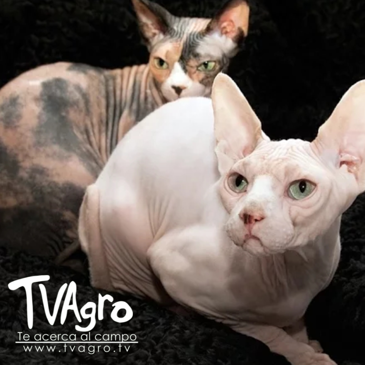 TV AGRO