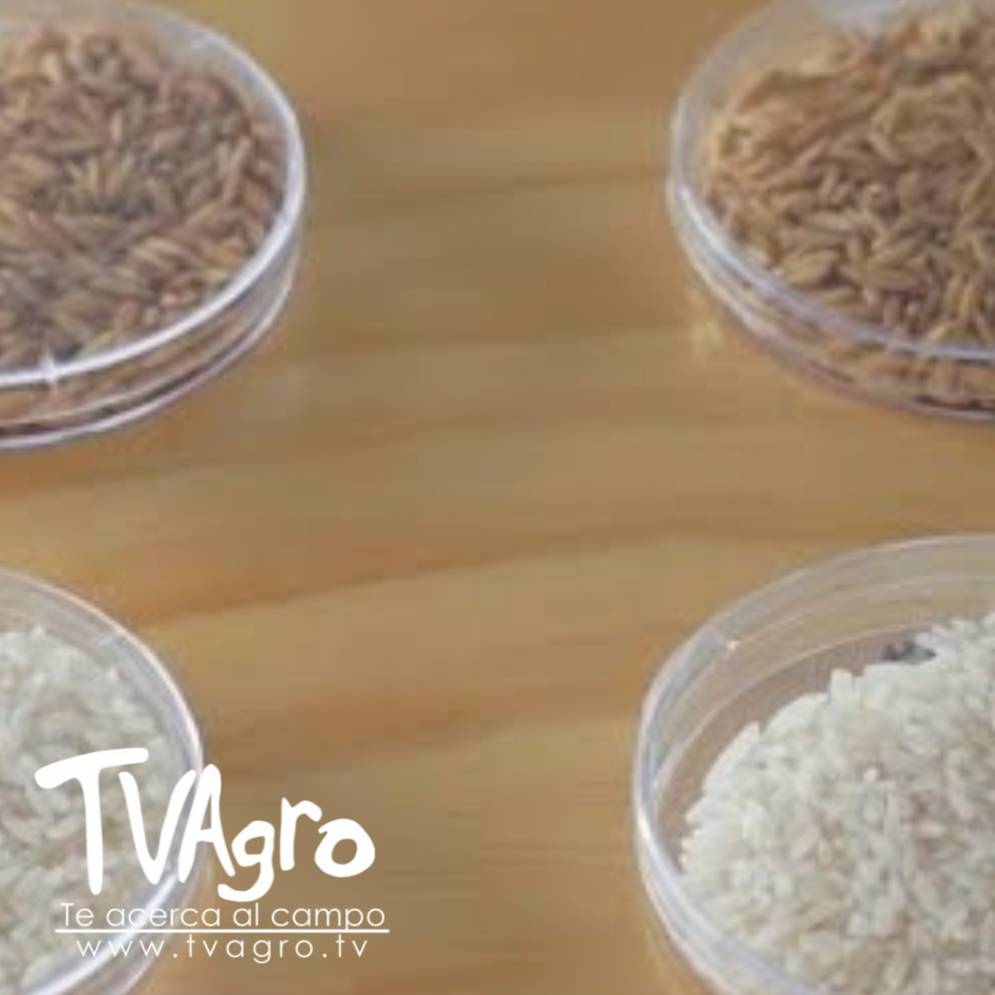 TV AGRO