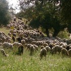 Comienza la FIESTA DE LA TRASHUMANCIA