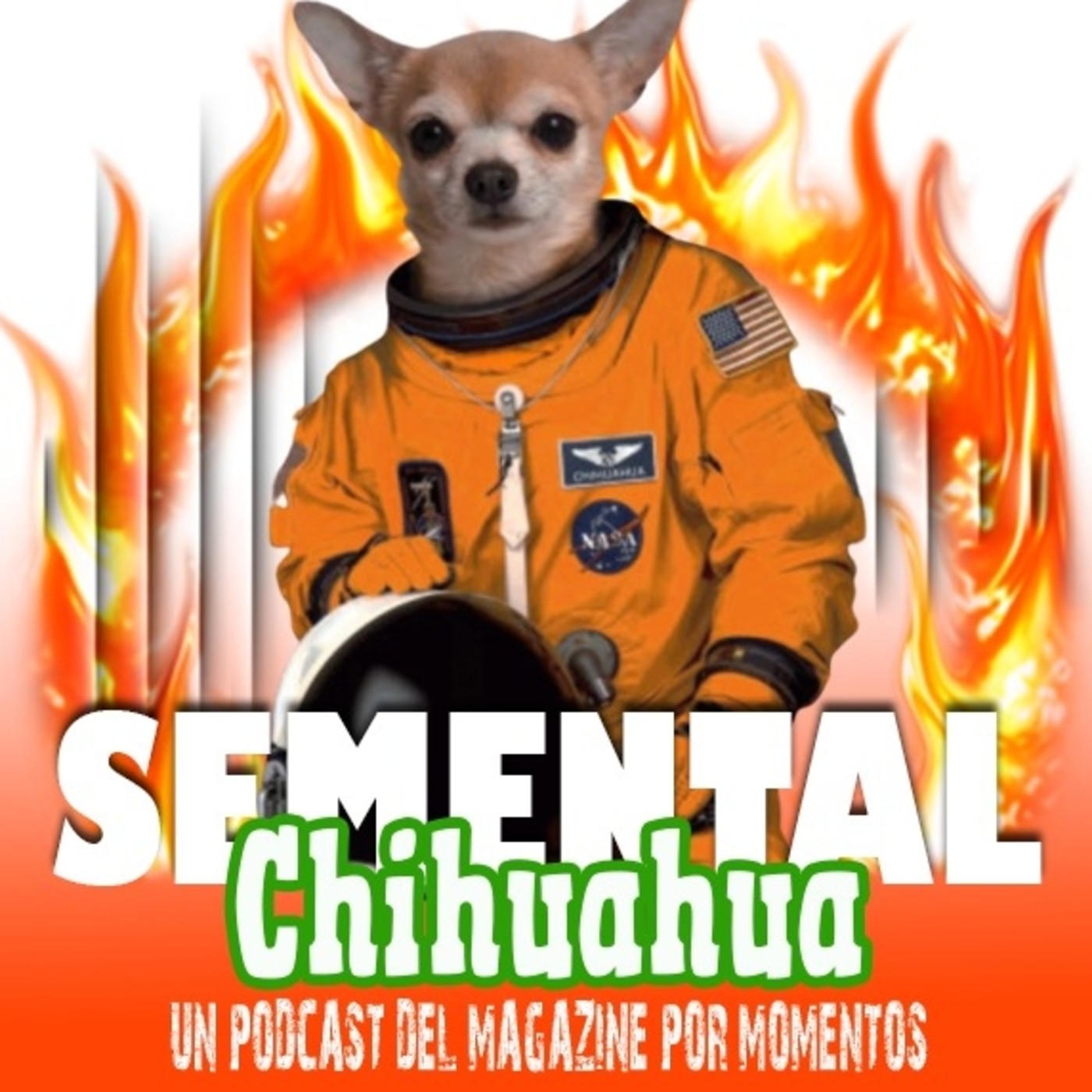 Semental Chihuahua
