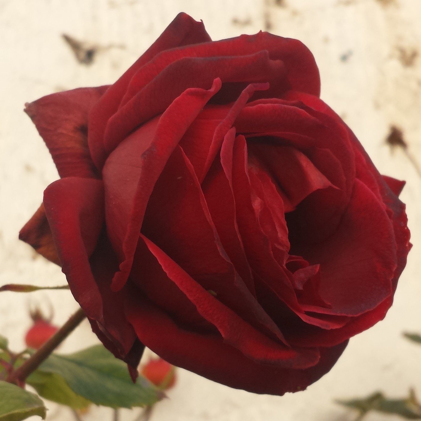 Nuestra Mente es Maravillosa