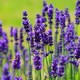 Aromas doblando el tiempo