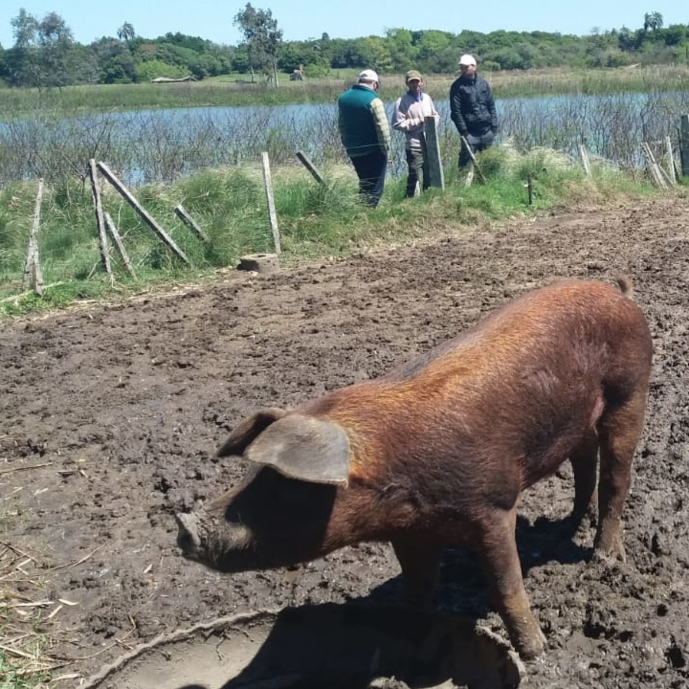 Podcast de Informe Granjero