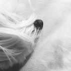 Música relax para perros y gatos con ondas Delta, A dormir.