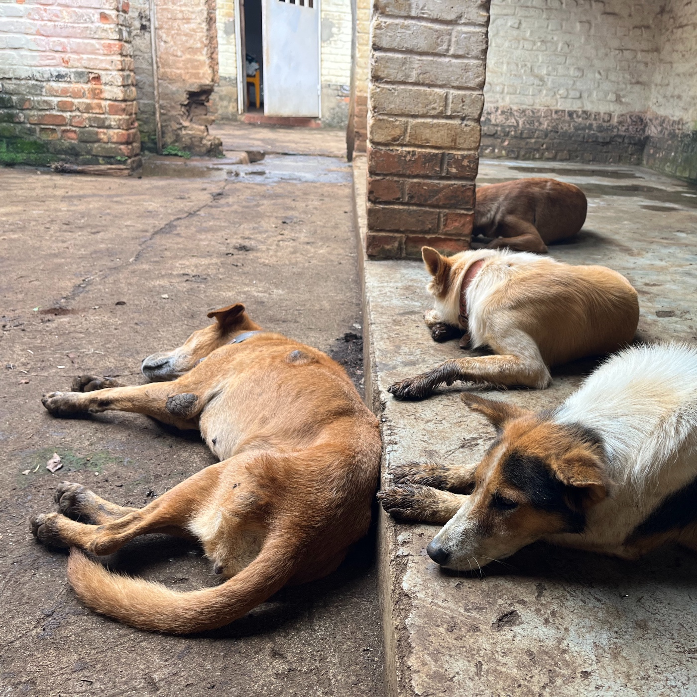 Los perros al Este de la República Democrática del Congo episode artwork