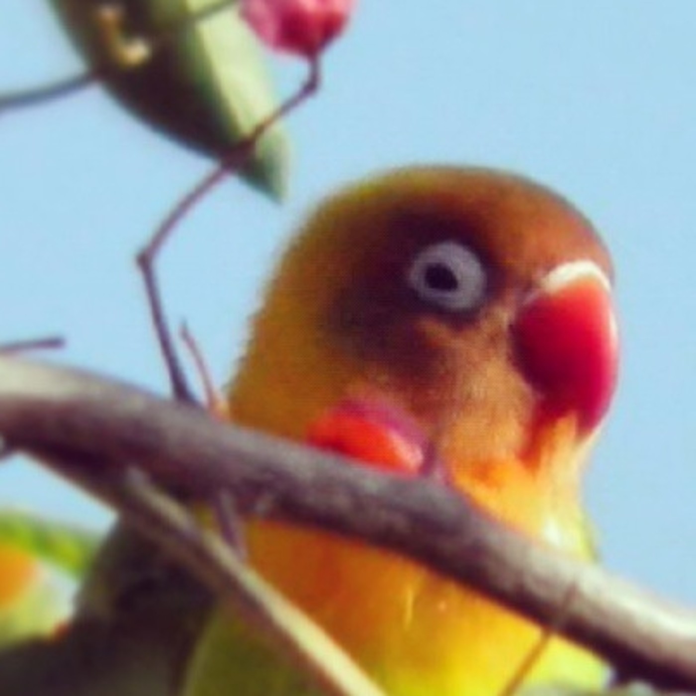 Iglesia Misión Bautista Cristiana