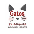 Charlas con RITA // Los gatos del Hermitage con Luis de Benito// Raphaella en adopcion