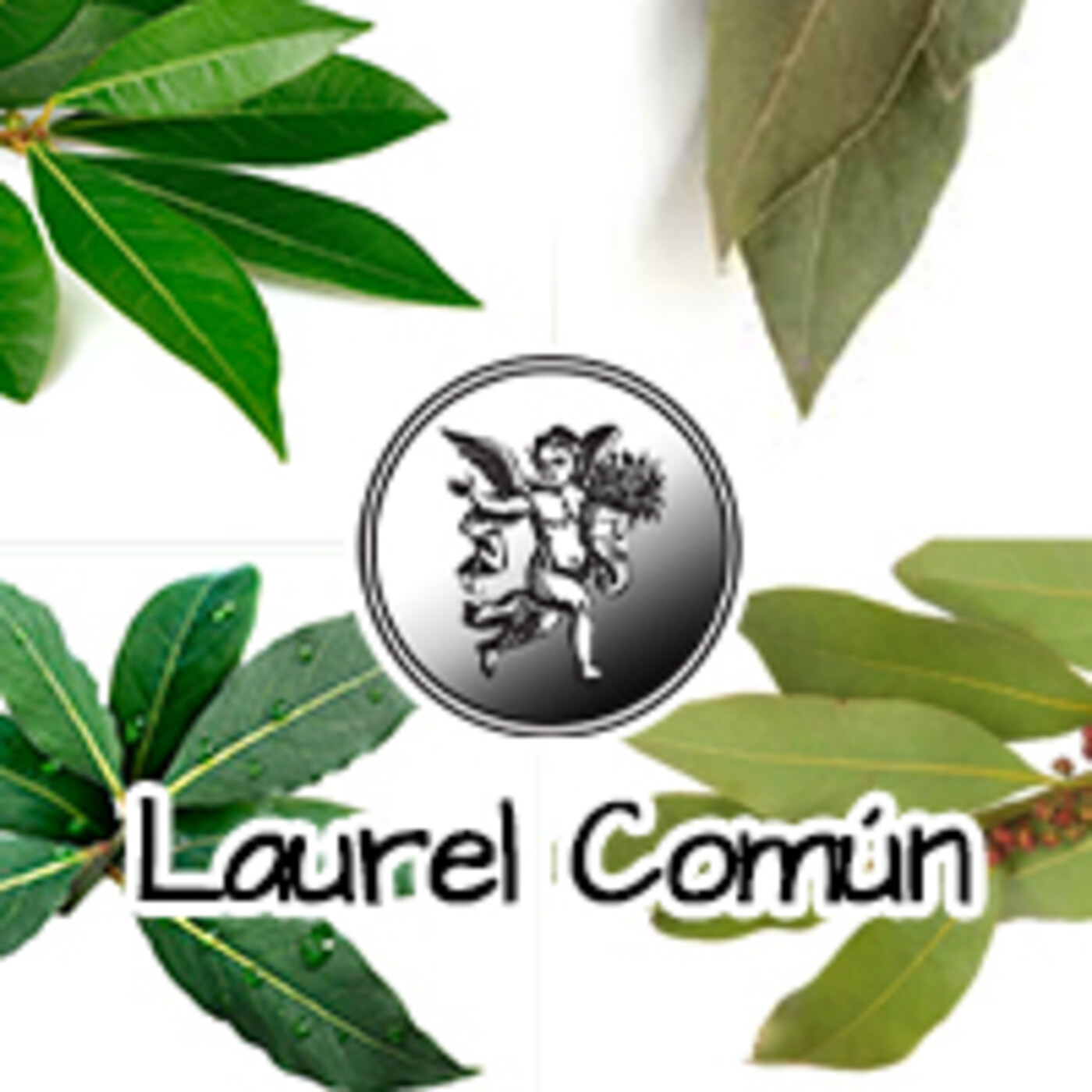 El Ángel de tu Salud - LAUREL COMÚN ****