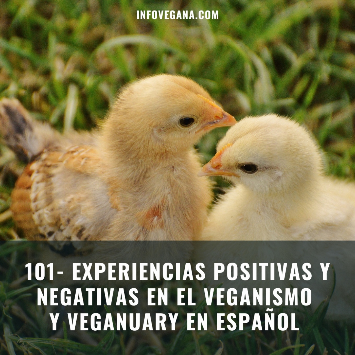 Infovegana, podcast de veganismo y sostenibilidad