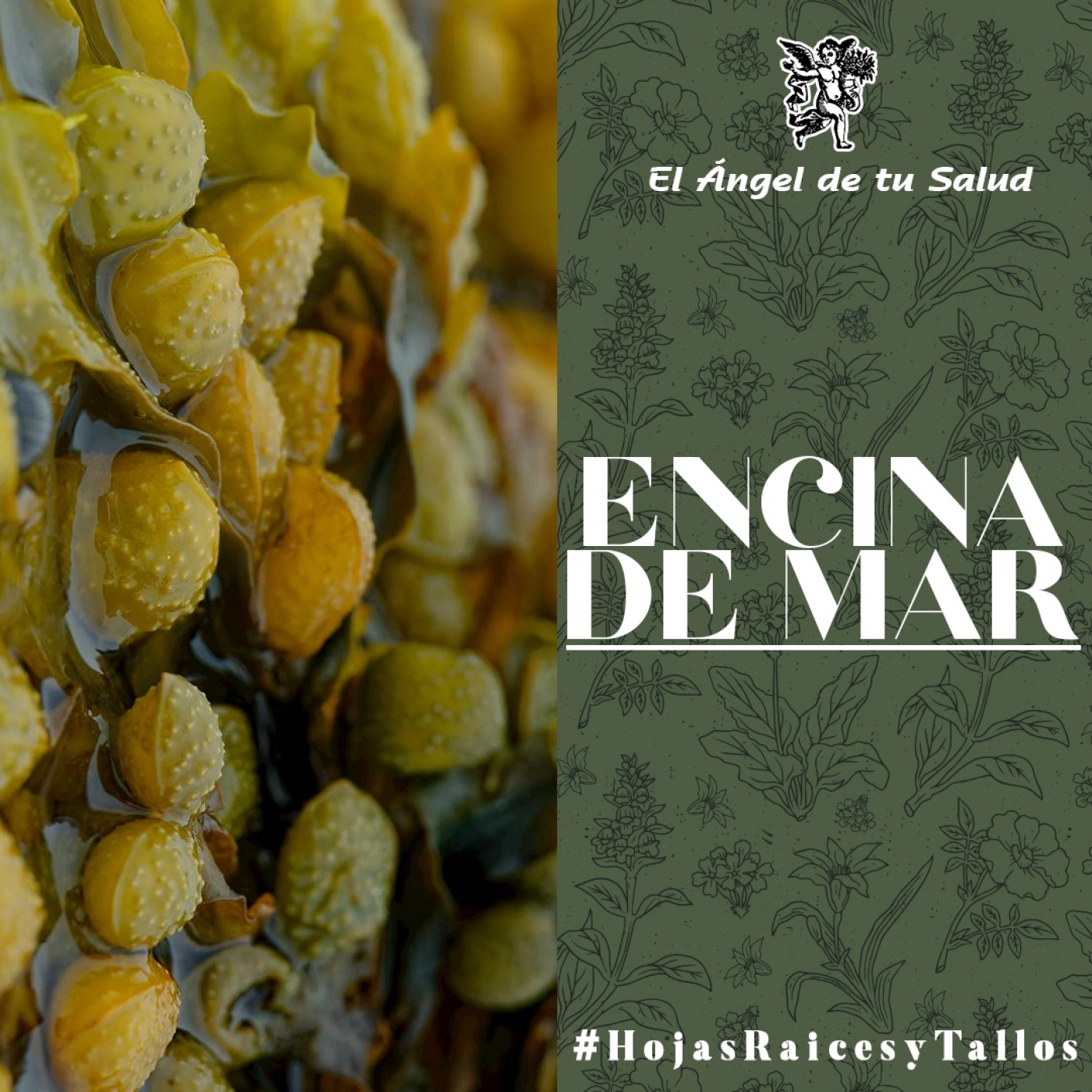 El Ángel de tu Salud - Encina de Mar** episode artwork