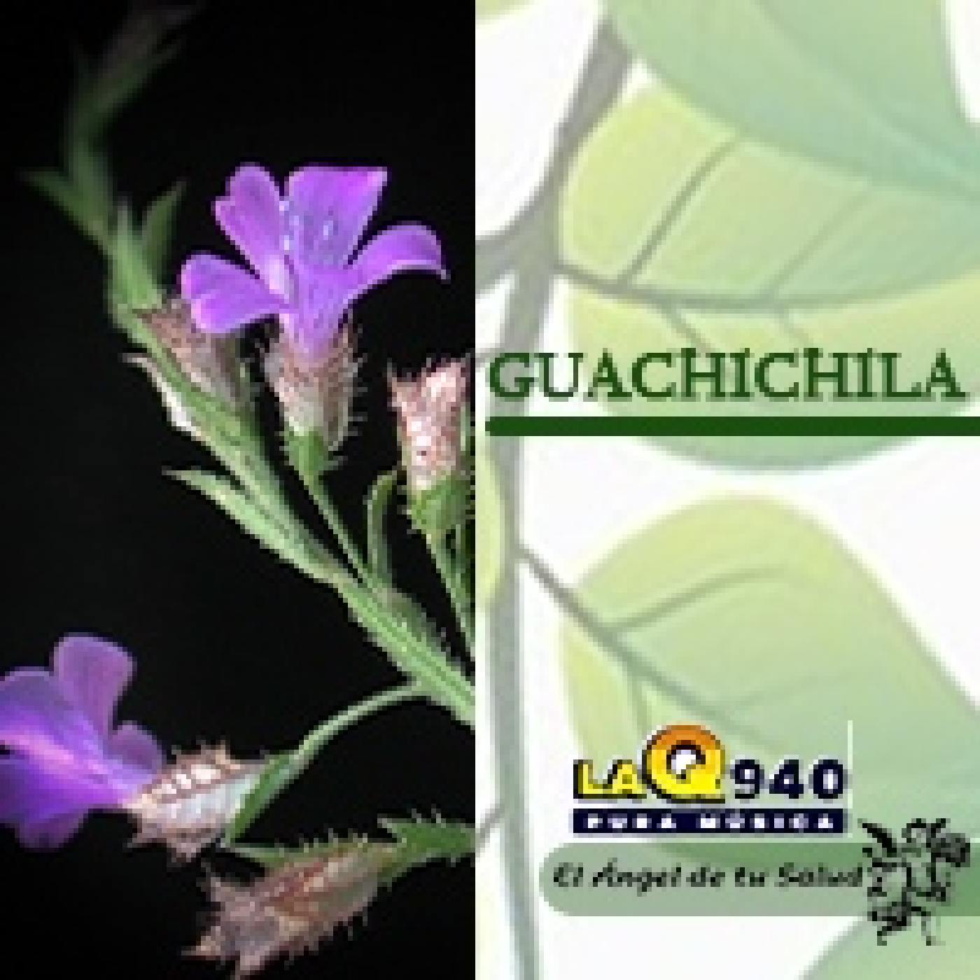 El Ángel de tu Salud - Guachichila** episode artwork